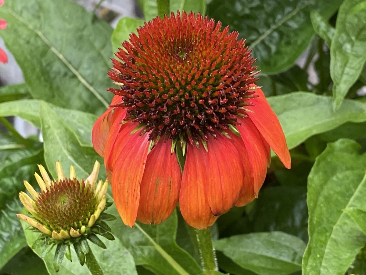 lotuswinnielee's tweet image. This morning from my garden in Dutchess NY: My Echinacea, commonly called Coneflowers, planted for the Finches, because they love the seeds! They are very pretty, aren’t they? #echinacea #coneflowers #flowers #nature