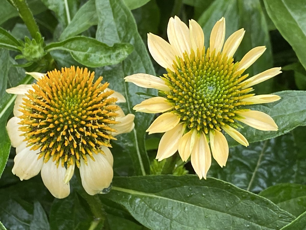 lotuswinnielee's tweet image. This morning from my garden in Dutchess NY: My Echinacea, commonly called Coneflowers, planted for the Finches, because they love the seeds! They are very pretty, aren’t they? #echinacea #coneflowers #flowers #nature