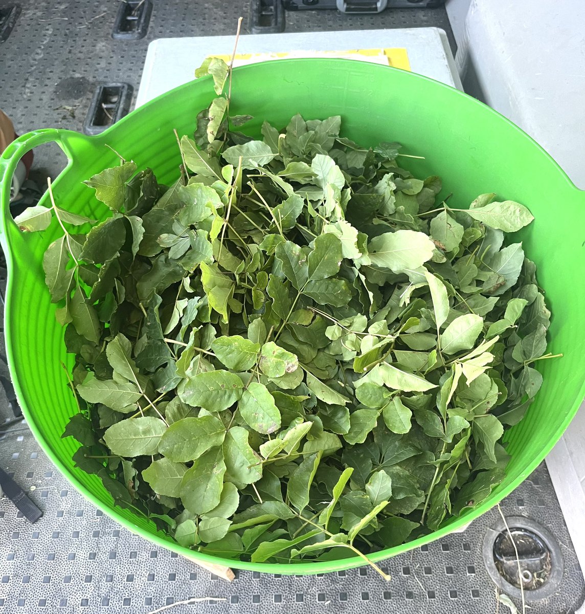 PierreMariotte's tweet photo. Full team collecting #fodder tree leaves🍃for our trial with #sheep🐑, in which we will assess their selection and preference among five #tree species🌳@JBotzas @agroscope #AgroForageTreeProject @snsf_ch https://t.co/oS6oGLMsbB