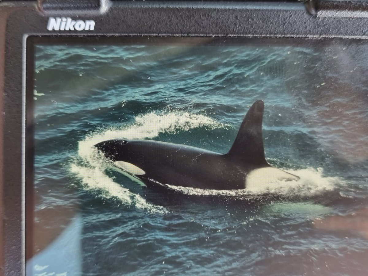 Brydon Thomason tweet media