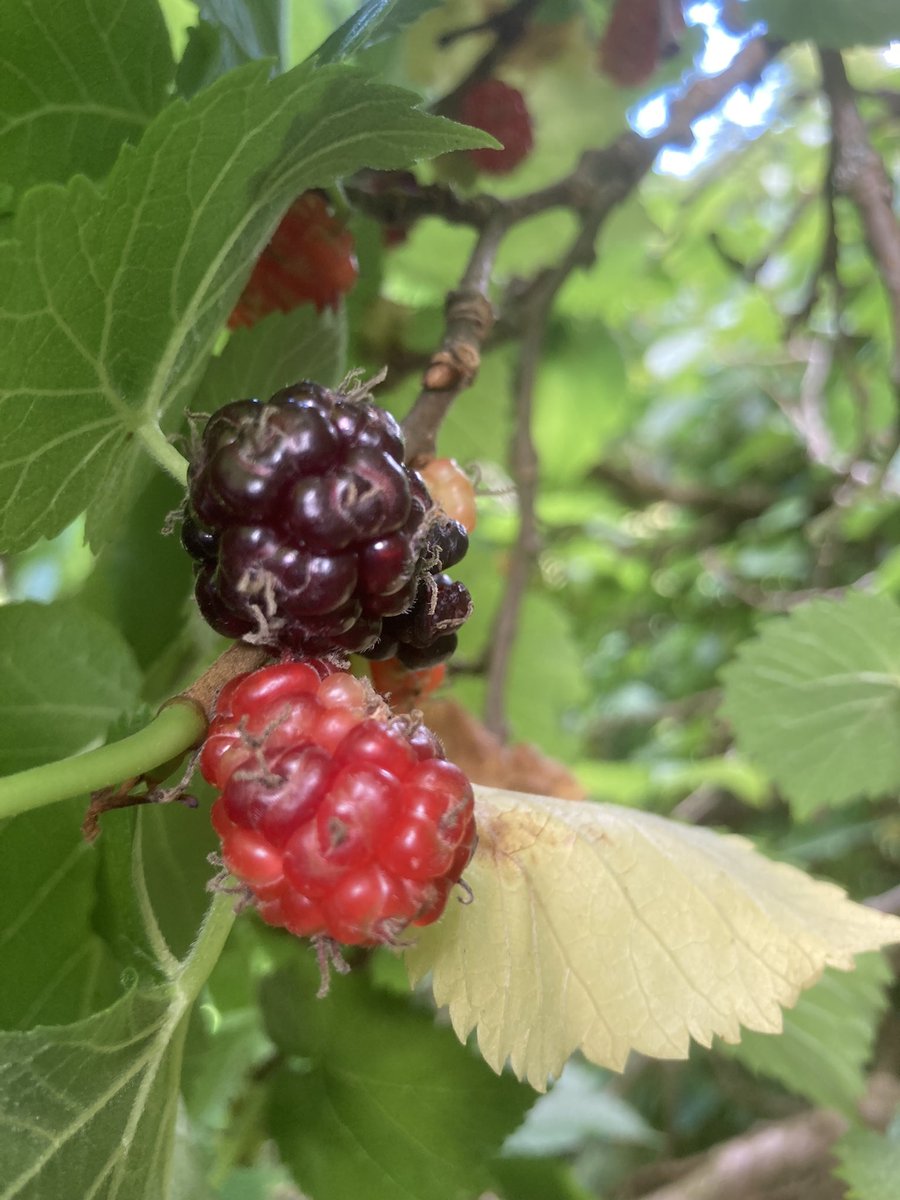 terrierview's tweet photo. The sweetest summer fruit? #Mullberry. https://t.co/wuKMyPw0cT