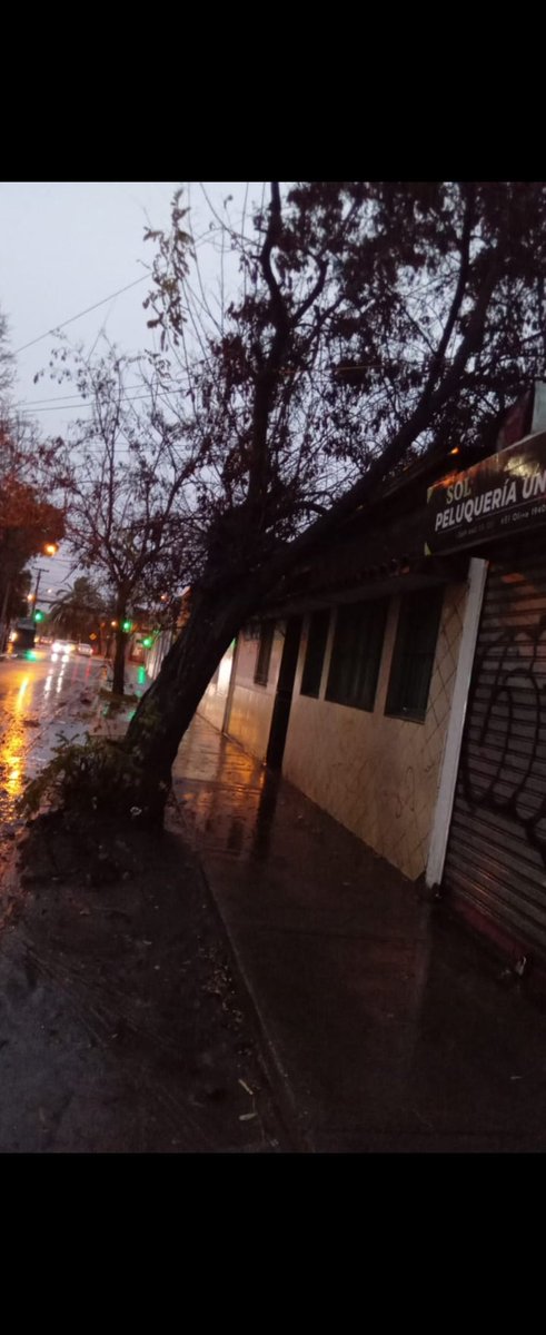 JorgeTorrealba's tweet photo. @MuniConchali El Olivo 1920. Árbol por caer desde el Viernes. https://t.co/IdpCOWCxSo