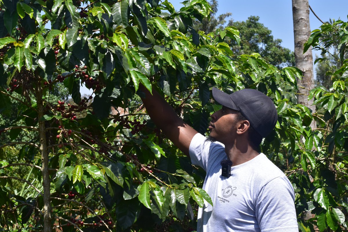 Smart Farmer Africa (@smartfarmerafri) on Twitter photo Treating #farming as full-time #business has fulfilling results. Learn more about this in the story of David, young #agriprenuer in #coffee value chain. Place your order for upcoming #CoffeeSpecialEdition <a href="/SmartfarmerAfri/">Smart Farmer Africa</a>. <a href="/NewKpcu/">New KPCU Plc</a> <a href="/ncoffeeexchange/">Nairobi Coffee Exchange</a> Treating #farming as full-time #business has fulfilling results. Learn more about this in the story of David, young #agriprenuer in #coffee value chain. Place your order for upcoming #CoffeeSpecialEdition <a href="/SmartfarmerAfri/">Smart Farmer Africa</a>. <a href="/NewKpcu/">New KPCU Plc</a> <a href="/ncoffeeexchange/">Nairobi Coffee Exchange</a>