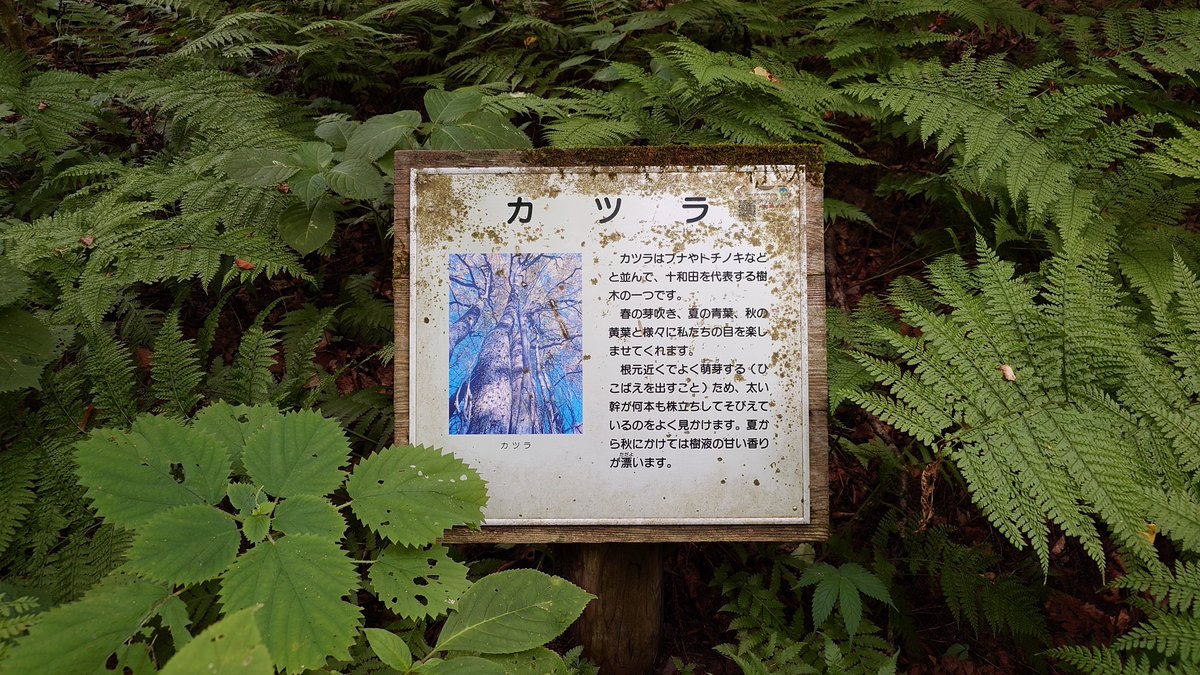 ツラじゃない、カツラだ