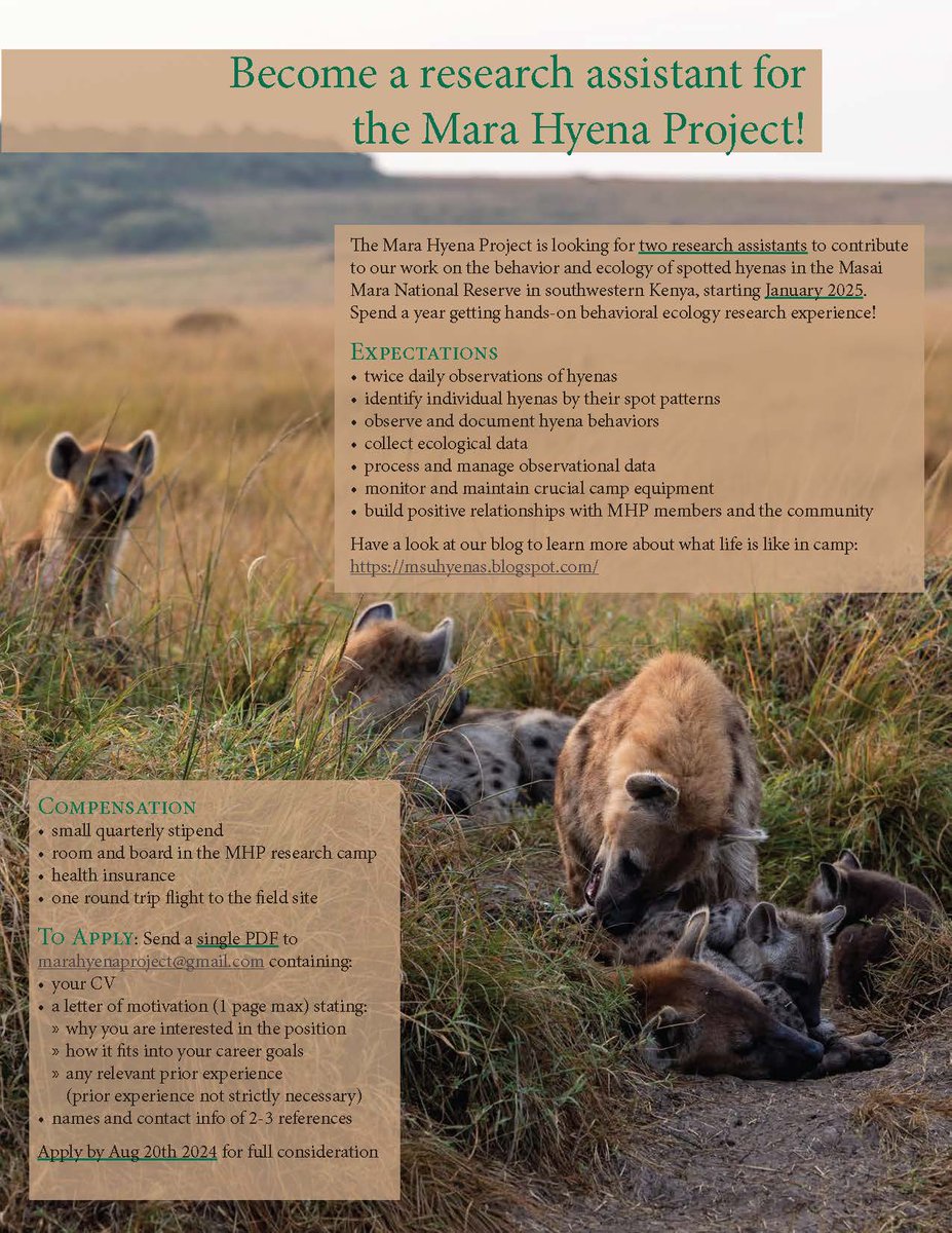 🚨Field work position🚨 The Mara Hyena Project is looking for two research assistants to start year-long field positions in January 2025. Join our team and contribute to our long-term study on hyena behavior and ecology! Application review will start Aug 20th