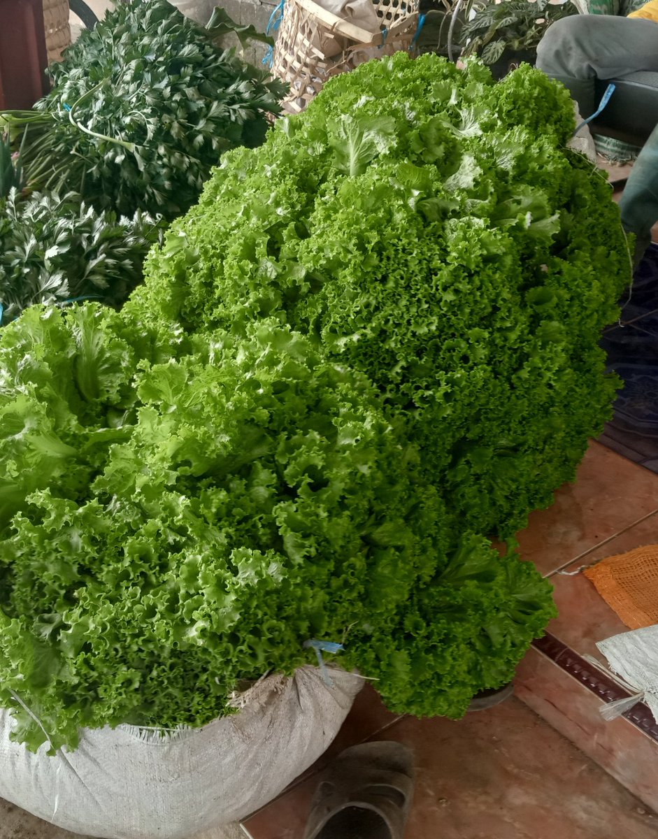 LikYoko's tweet photo. Kabar dari petani
Rp500/kg
Rp10.000/bondot (borongan)
#Selada https://t.co/dAiTTS1JUw