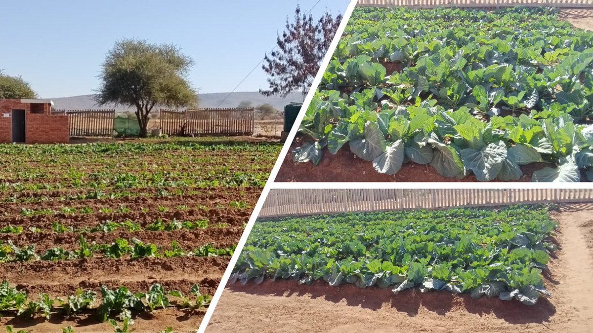 SeritiInstitute's tweet image. Our team is working hard to ensure a healthy and productive harvest. Stay tuned for more updates from the field!

#WorkLearnGrow #WLG #Seriti #Agriculture #Development #Sustainability #CommunityDevelopment