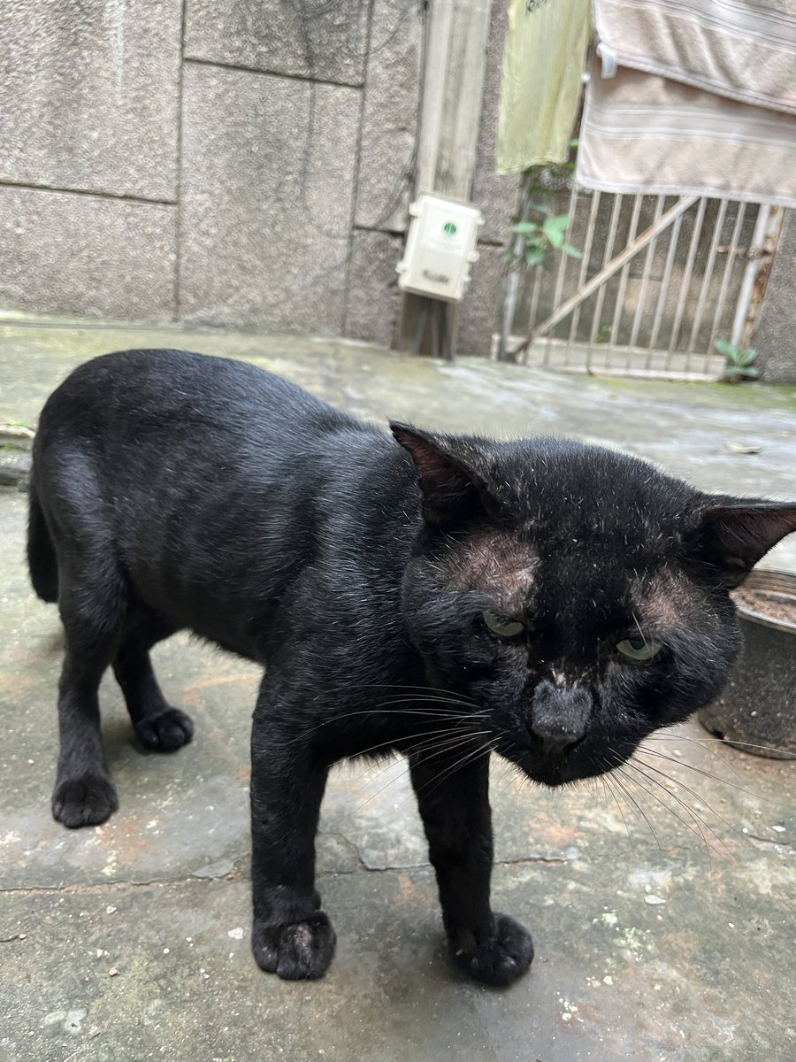 banani12's tweet photo. @MiloFizzGeordie Panfur clan is fine . Dad went missing for 48 straight hours and it was raining like crazy . We feared the worst but he appeared on the third day as if nothing happened. https://t.co/KpqMbOZHys