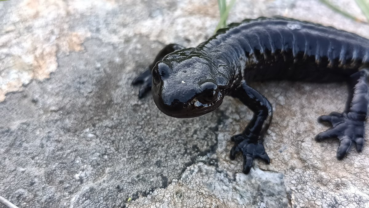 ParcoMonviso's tweet photo. Migliorare la conoscenza e la conservazione della salamandra di Lanza è uno degli obiettivi del progetto europeo Alcotra GECO al quale il Parco del Monviso partecipa.
ℹ https://t.co/u5kMCSH1x3
#monviso #monvisounesco #ALCOTRA #Interreg #GeCO https://t.co/s8mPH2ZqWM
