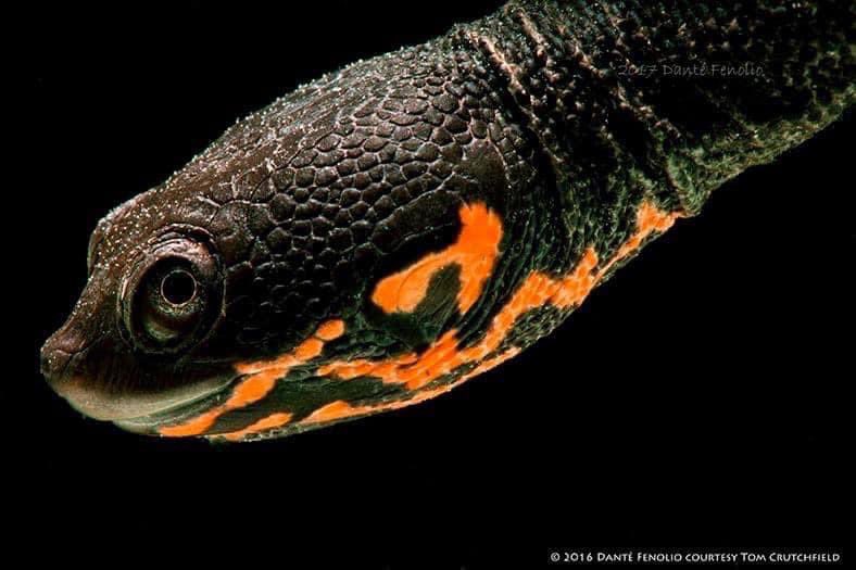 DanteFenolio's tweet photo. (Chelodina timorensis) - Timor Island Snake Neck Turtle https://t.co/sJMacRies9