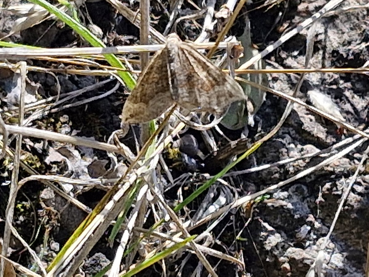 bobhogrunner's tweet photo. @teesbirds1 @teeswildlife @nybirdnews @Natures_Voice #Commondarter,#Yellowshell,#Shadedbroadbar and #Speckledwood, although it was windy at S Gare there were lots of #Insects flying. https://t.co/Eqx4qw0uLd
