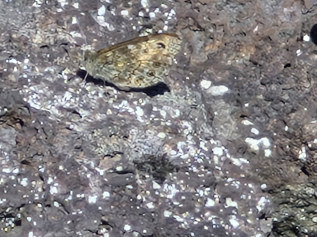 bobhogrunner's tweet photo. @teesbirds1 @teeswildlife @nybirdnews @Natures_Voice #Commondarter,#Yellowshell,#Shadedbroadbar and #Speckledwood, although it was windy at S Gare there were lots of #Insects flying. https://t.co/Eqx4qw0uLd