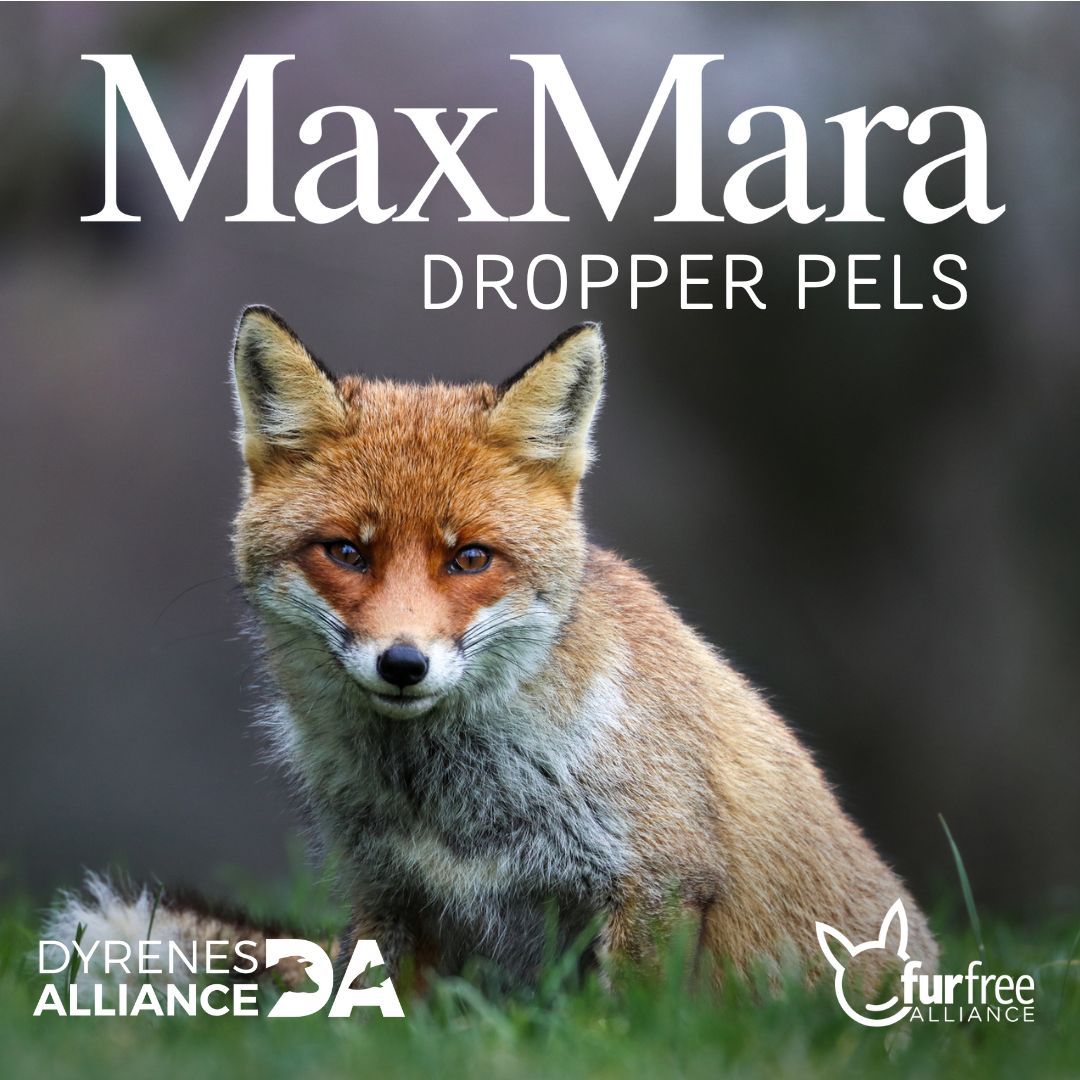 SEJR! Max Mara er nu pelsfri! 🥳
Tak til alle, der har hjulpet 💚
@furfreealliance kampagnen, inkl. Dyrenes Alliance, resulterede i 270.000+ e-mails. Aktivister verden over forenede sig, og Max Mara lyttede. Pels hører ikke hjemme i moden! ✨
#FurFreeMaxMara #FurFree #MaxMara
