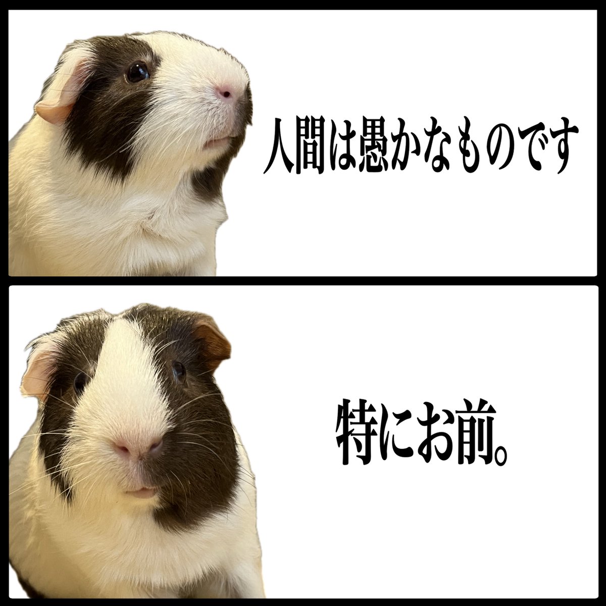 ぷいぷい 