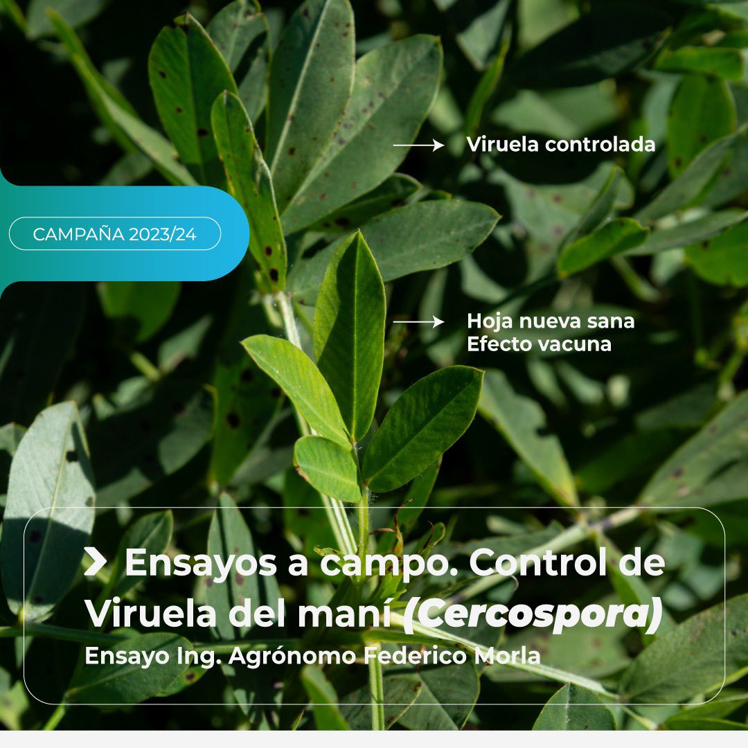 apolo_biotech's tweet photo. 🌿 Ensayos a campo – control de Viruela del maní, 𝘊𝘦𝘳𝘤𝘰𝘴𝘱𝘰𝘳𝘢, realizados en Río Cuarto, en conjunto con @speedagro y bajo la dirección del ingeniero @Morlafede https://t.co/9lPuOZKugC