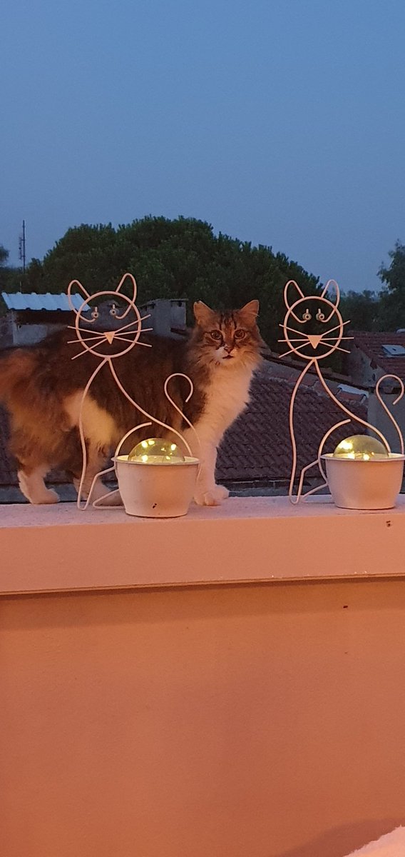 Lafcioglu's tweet photo. @BioDiscoveryHub Şerri🥰 https://t.co/ZdMvMG0SjT
