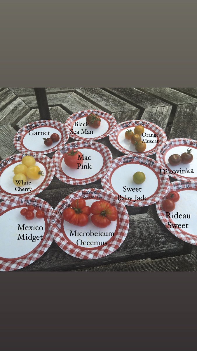 Tomato Season is officially open! Cherries and salad tomatoes are rolling in.  While there wasn’t a bad one in the crowd, Microbeicum Occemus really stood out. I do have a penchant for ruffled tomatoes, and it was very sweet and fruity tasting. 
#NotYourRegularRedTomato