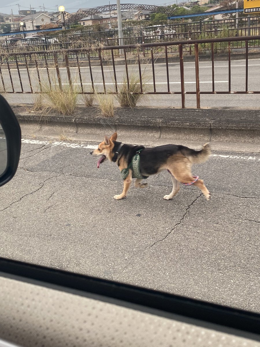 jdpdtdgtj's tweet photo. 泉北2号線の車道に犬が走っていました。
そのまま家原寺体育館の方向へ走って行きました。
無事に飼い主様の元に帰れますように。

日時：2024年8月6日(火)18寺15分頃
場所：大阪府堺市西区家原寺町1丁18付近
特徴：黒色の首輪、緑の胴輪、ピンクのリード

#迷子犬 #拡散希望 https://t.co/2FzNUUq6Hd