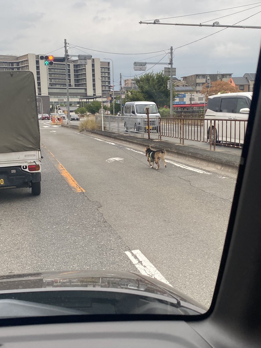 jdpdtdgtj's tweet photo. 泉北2号線の車道に犬が走っていました。
そのまま家原寺体育館の方向へ走って行きました。
無事に飼い主様の元に帰れますように。

日時：2024年8月6日(火)18寺15分頃
場所：大阪府堺市西区家原寺町1丁18付近
特徴：黒色の首輪、緑の胴輪、ピンクのリード

#迷子犬 #拡散希望 https://t.co/2FzNUUq6Hd