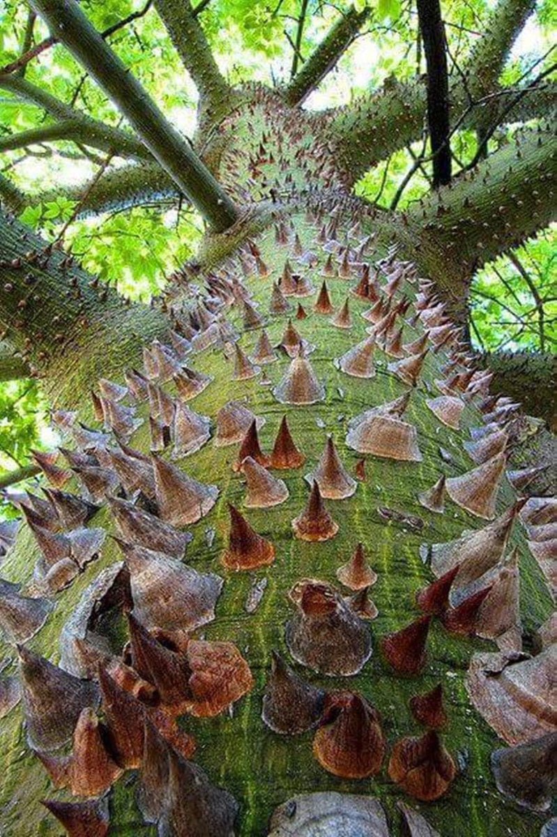 L'arbre à fil dentaire (Ceiba speciosa) est une espèce d'arbre à feuillus  originaire des forêts tropicales et subtropicales d'Amérique du Sud,  appartenant à la même famille que le baobab et le kapok., image size:799x1200