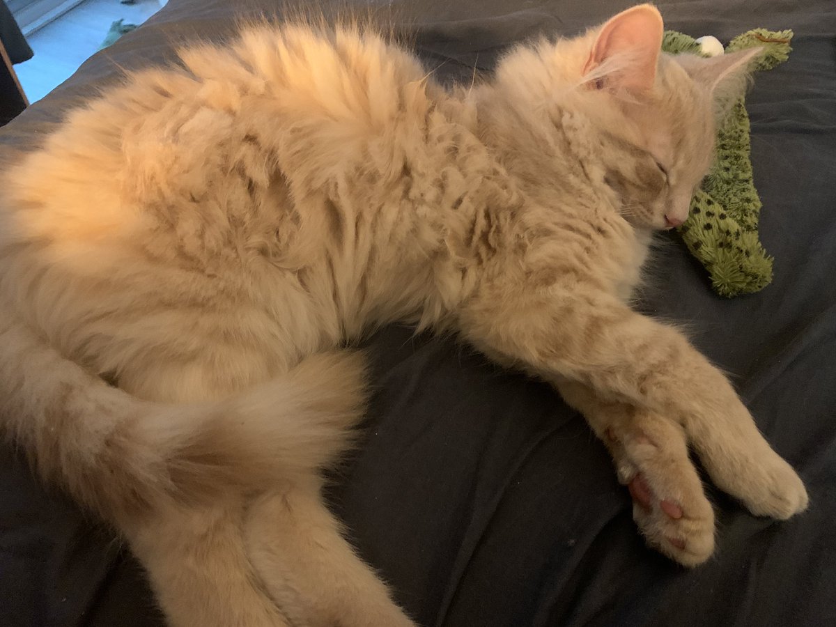 inkandandroids's tweet photo. Please view my new son: Dandelion (Dandy) https://t.co/0EcikRbatB
