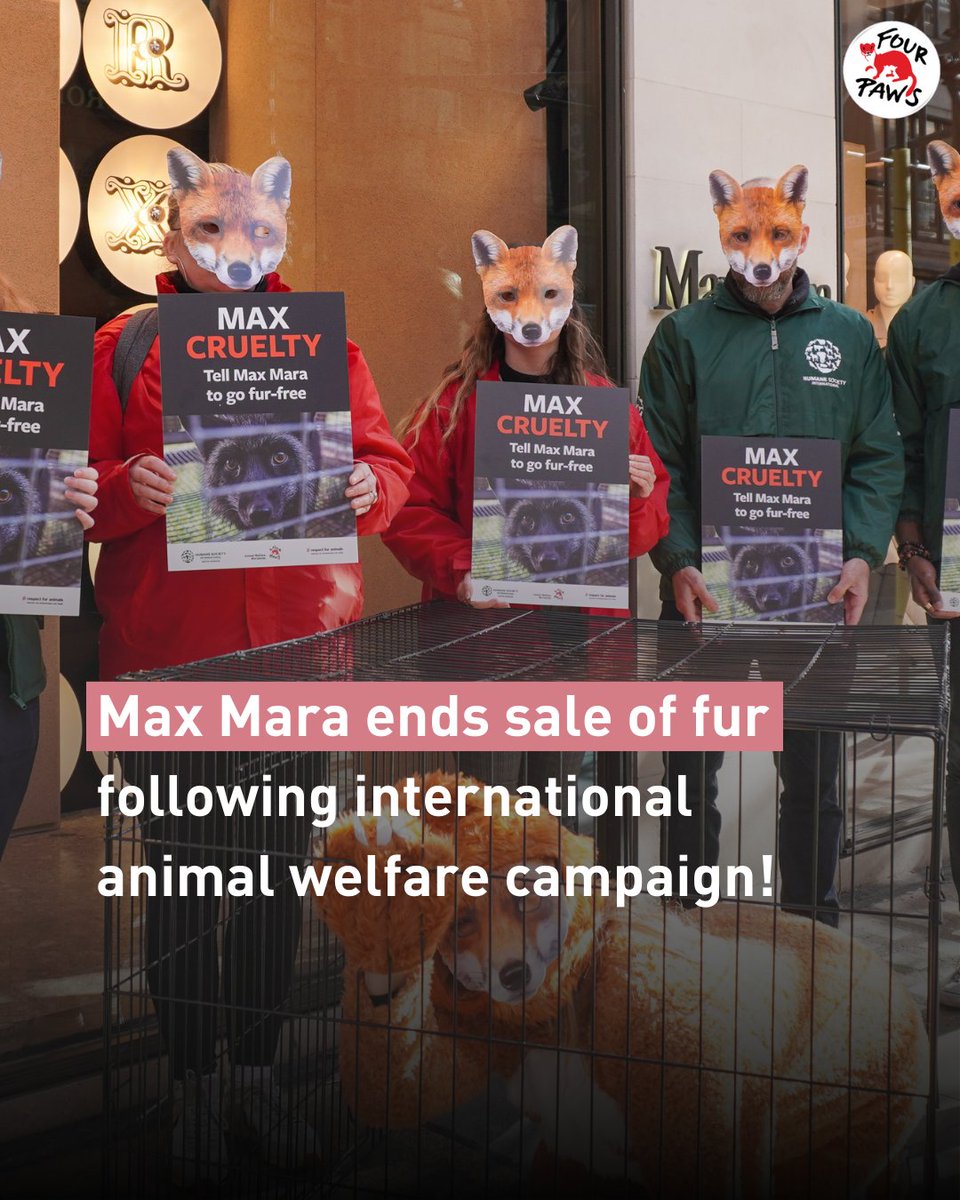 FOURPAWSUK's tweet photo. #BreakingNews 🦊📢

After pressure from anti-fur campaigners, @maxmara has banned the sale of fur!

We are incredibly proud to have been a part of this @FurFreeAlliance campaign, and we're grateful to every single one of you who stood with us and took action.
We did it!