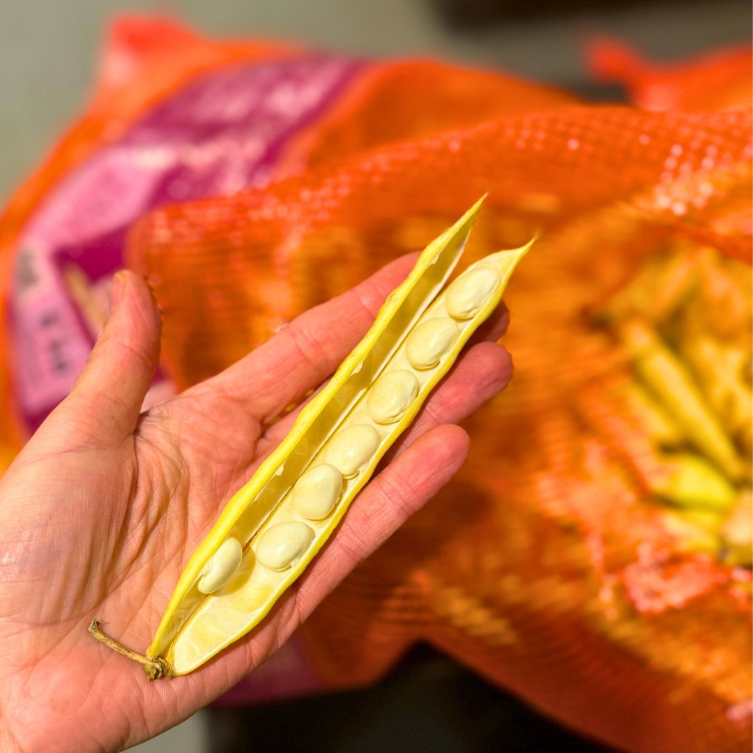 rushtonsgrocer's tweet photo. Coco beans are celebrated for their delicate, buttery flavour and tender texture. https://t.co/tgkLNAsl0D