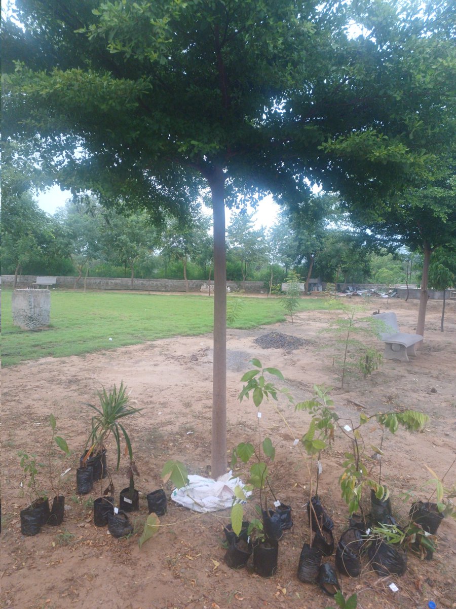 atish_asopa's tweet photo. #TREEPOWER
#GREENERY
#PLANTPOWER
#GoodmorningtTwitterWorld
#GoodNightTwitterWorld
#GoodMorningXFriends https://t.co/FlPEnu1Ec8