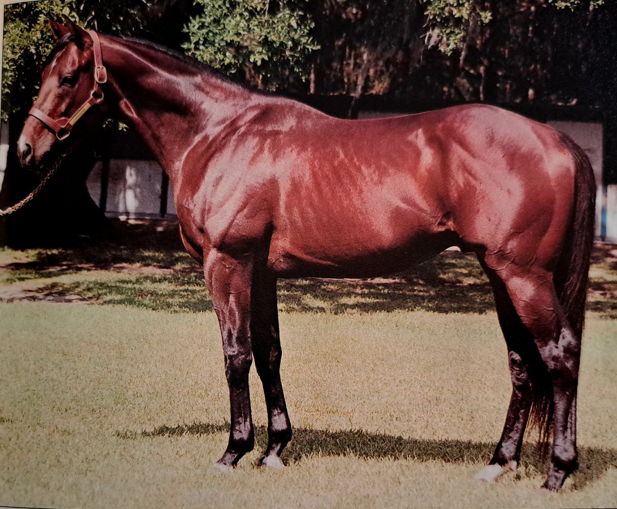 HORSERACING1002's tweet image. CYBERSPACE🇺🇸1994
(FORTY NINER  - VIDEO BY NIJINSKY II)#Cyberspace
B/ Claiborne Farm  &amp;amp; Nicole Perry Gorman (Ky)Jun 5, 1994
O/ Rockinghorse Farm
T/ Michael P. Petrol
7-1-0-1---$8,420
Mdn Clm at Calder 
Stood 🇺🇸, Sired 2 sw, Cyber Secret, Cyberflash, Bo Diddley, Devil In Space,