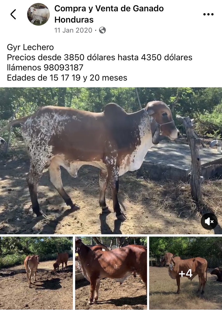 Marco Calderón tweet media