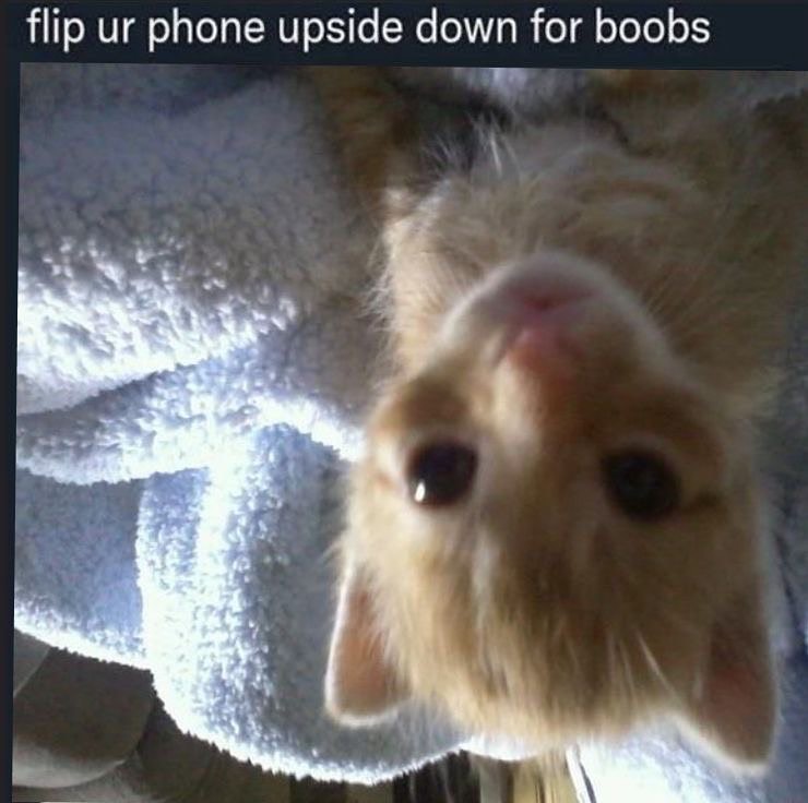 Punch Cat tweet media