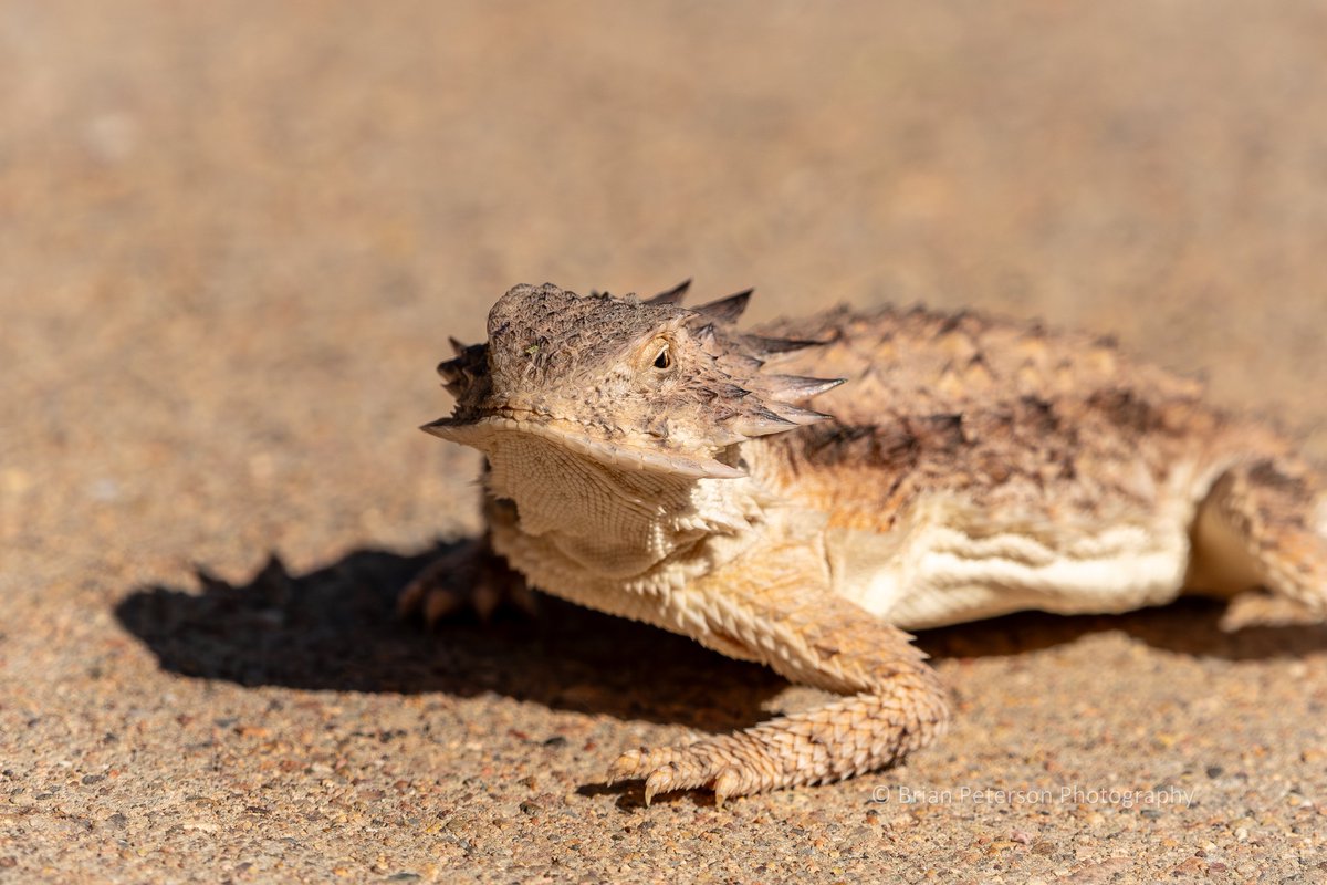 Dr_Brian_Pet's tweet photo. #Toadsday
Not really a #toad ๐ https://t.co/JhOqOs6IO5