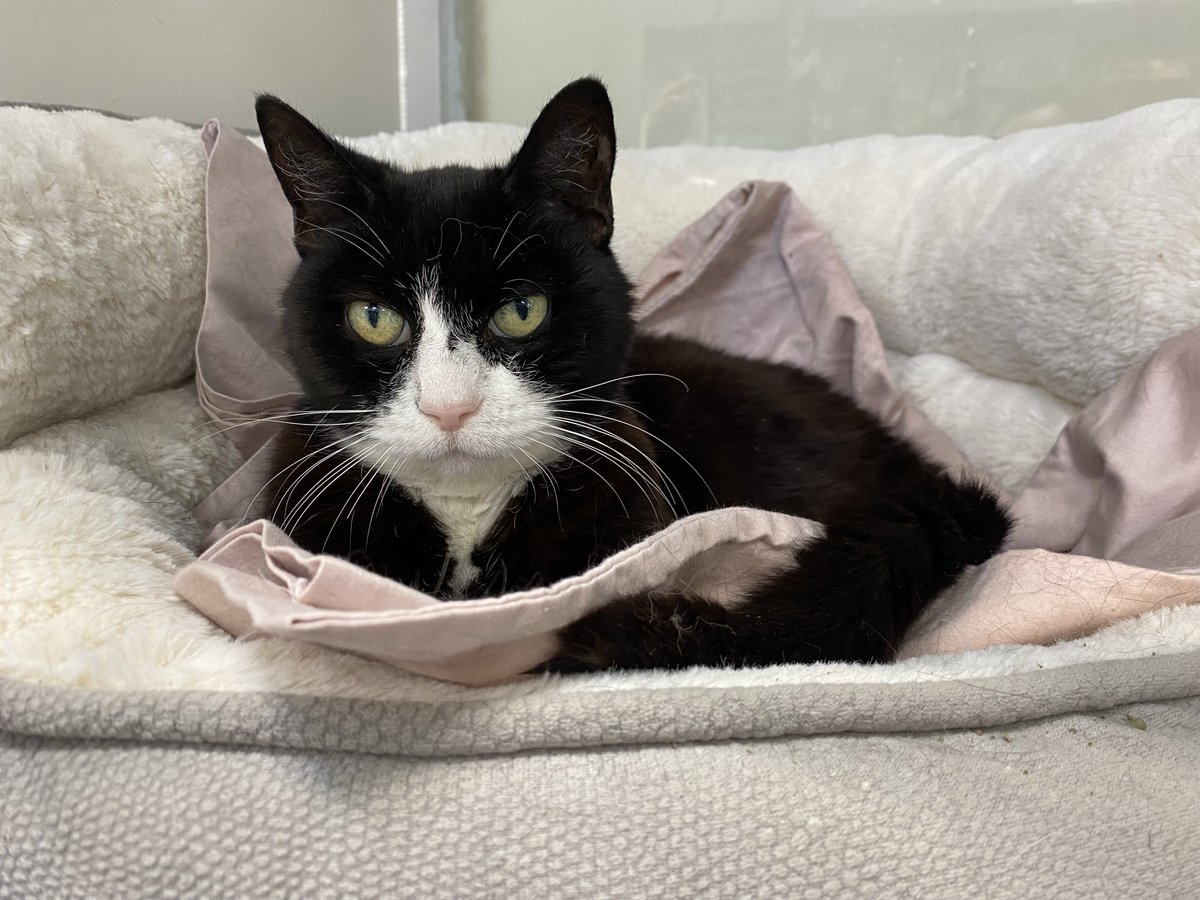 rescueridge's tweet photo. Monmouth County, NJ
 Lei Lei is a 10-year-old beauty who was found outside. She is now safe in foster but Lei Lei is hoping to find a permanent loving home where she can be as adored as she deserves to be. She is very sweet and lovable and would make a wonderful addition to any https://t.co/3papW9QNZm