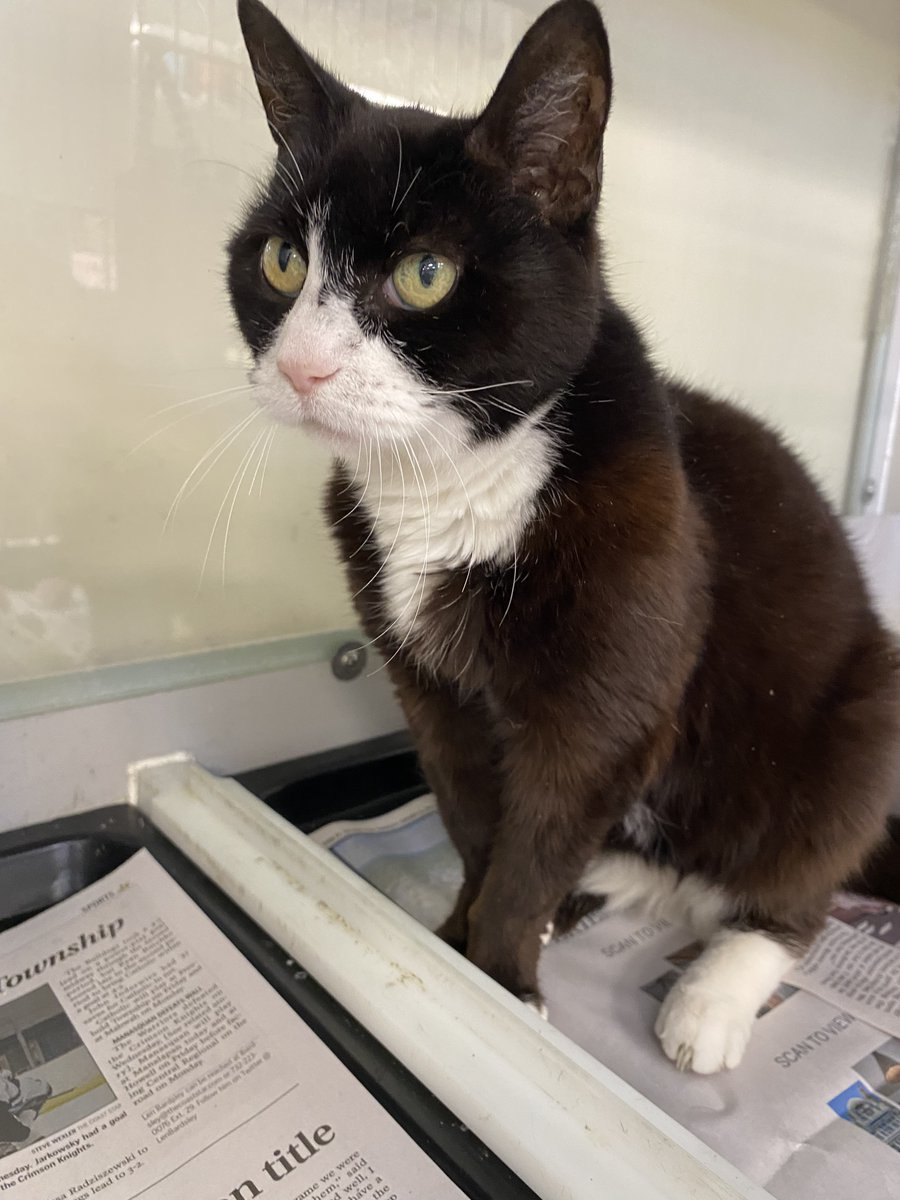 rescueridge's tweet photo. Monmouth County, NJ
 Lei Lei is a 10-year-old beauty who was found outside. She is now safe in foster but Lei Lei is hoping to find a permanent loving home where she can be as adored as she deserves to be. She is very sweet and lovable and would make a wonderful addition to any https://t.co/3papW9QNZm