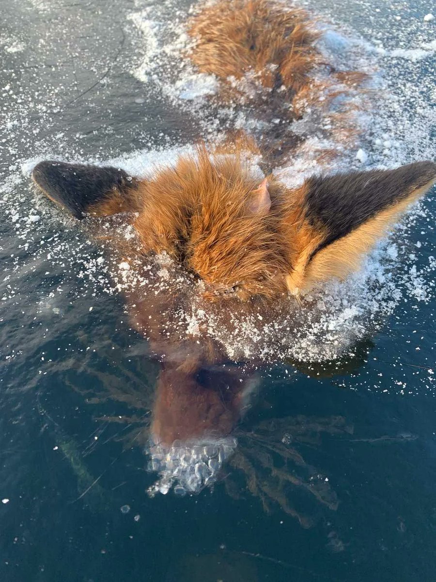 creepydotorg's tweet image. 14. A fox found frozen in ice in Sweden, with his last breath still visible.