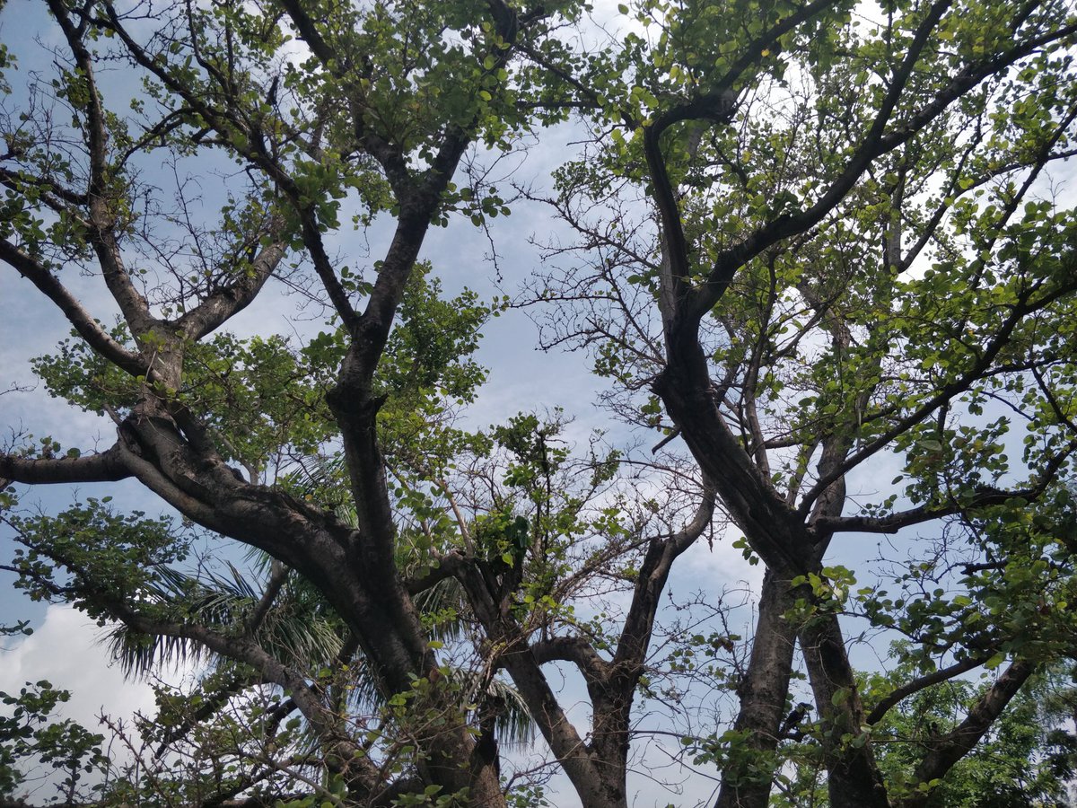 divyaasrisri's tweet photo. D ☘︎ clicks, Today
#NaturePhotography
#photographer #photo
#TuesdayFeeling
#NatureInspired
#naturescenery
#Monsoon2024
#garden #nature
#TrendingNow
#NatureBeauty
#naturescenery
#GardeningX
#Trending
#Peace
#SimpleFeelings https://t.co/XMPbuq4AXC