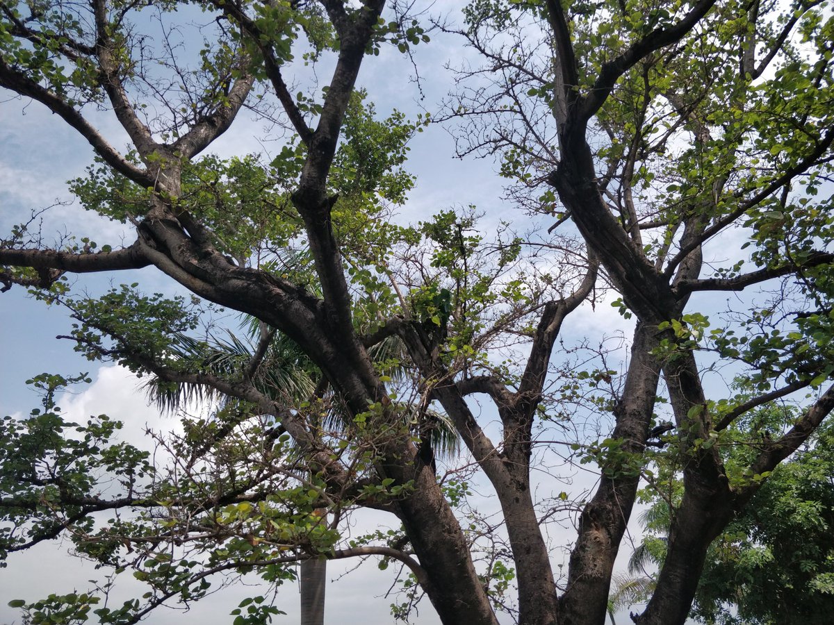 divyaasrisri's tweet photo. D ☘︎ clicks, Today
#NaturePhotography
#photographer #photo
#TuesdayFeeling
#NatureInspired
#naturescenery
#Monsoon2024
#garden #nature
#TrendingNow
#NatureBeauty
#naturescenery
#GardeningX
#Trending
#Peace
#SimpleFeelings https://t.co/XMPbuq4AXC