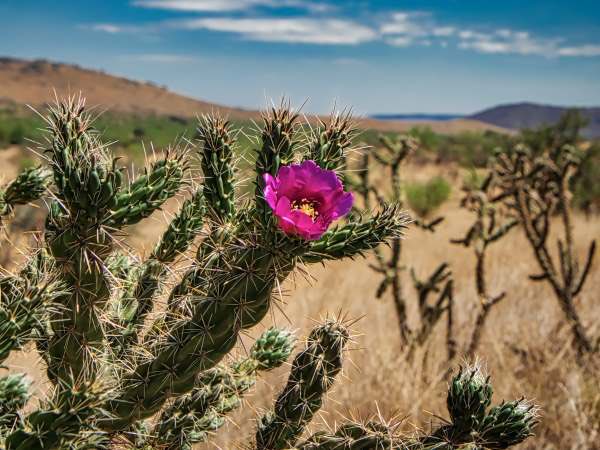 WadeJo8's tweet photo. #CactusTuesday #NewMexico https://t.co/837rVqxiUl