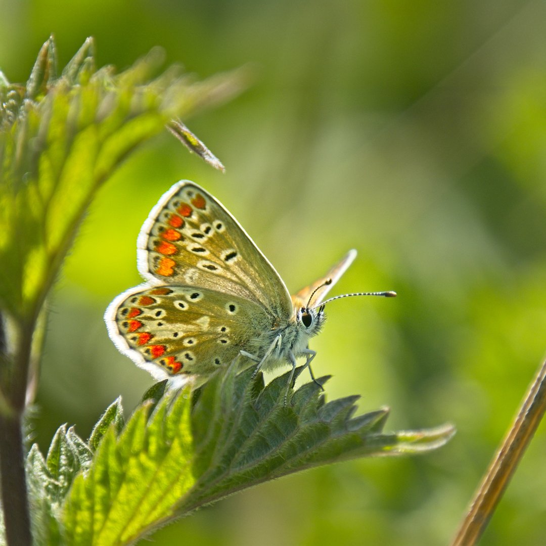 De sterke afname van vlinders is een serieus probleem! Wij zetten ons volop in voor meer kruidenrijk grasland, een thuis voor de vlinders in Zuid-Holland. Om sterke afname te voorkomen is jouw donatie cruciaal. Ga naar zhl.nl/red-de-vlinder en help mee!