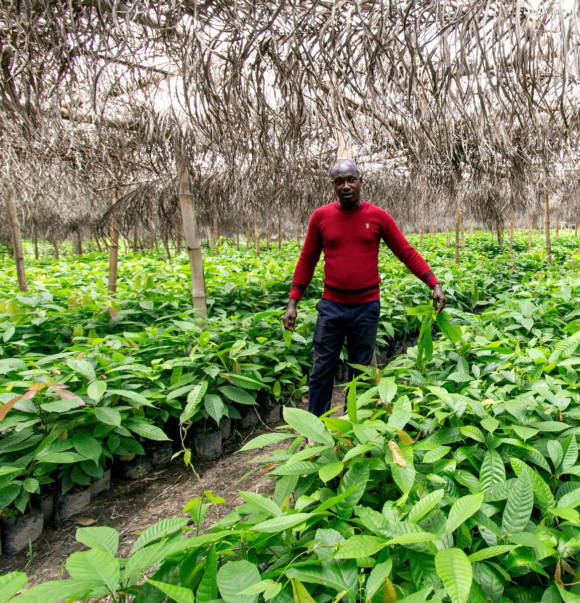 KingWobil's tweet image. The prices are established by selling the crop forward during the year prior to the harvest period. The remaining origins are free markets.
(Credit to @Czapp_portal)

📸: @NewsFlash247; @RainforestAlli1

5/5

#AgriDirectGh #cocoa #cocoaproduction #cocoafarmers #foodsecurity