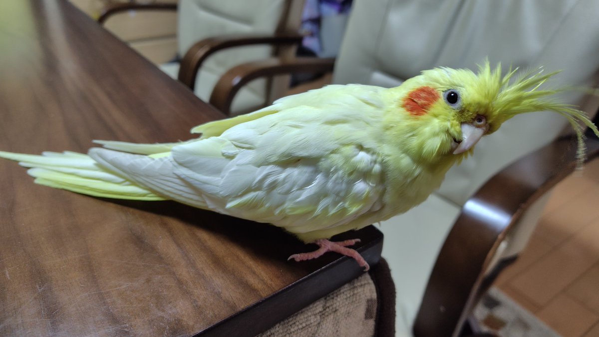 coj23322534's tweet photo. 8/6　8:00ごろ　埼玉県戸田市
我が家のオカメインコが玄関を開けた拍子に飛んで行ってしまいました。(´；ω；`)ｳｯ…

１歳９か月　オスの　ルチノーで、頭ハゲてます。
名前は　ピーちゃん　です。
見かけた方、保護された方おりましたら、ご連絡ください。

#迷いインコ #迷子鳥 #オカメインコ https://t.co/wyBP02jH2Z