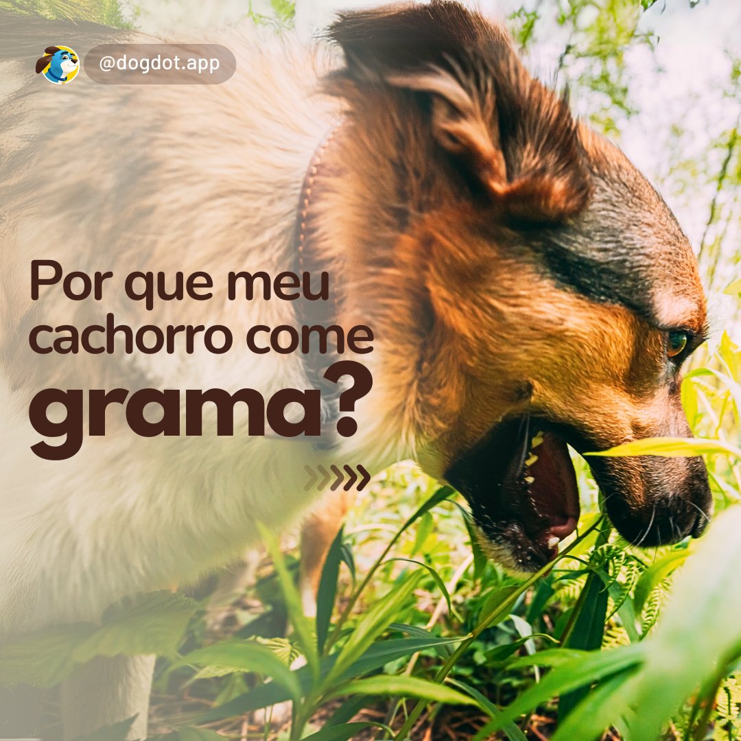 DogDot_app's tweet photo. ⚠️Se seu cão come muita grama, vomita frequentemente, tem diarreia, letargia ou perda de apetite, isso pode indicar problemas de saúde ou falta de nutrientes. Consulte um veterinário para garantir que ele esteja saudável!  #dicas #dogdotapp #cachorro #adestramento #treinamento https://t.co/MqcZsPLZZb