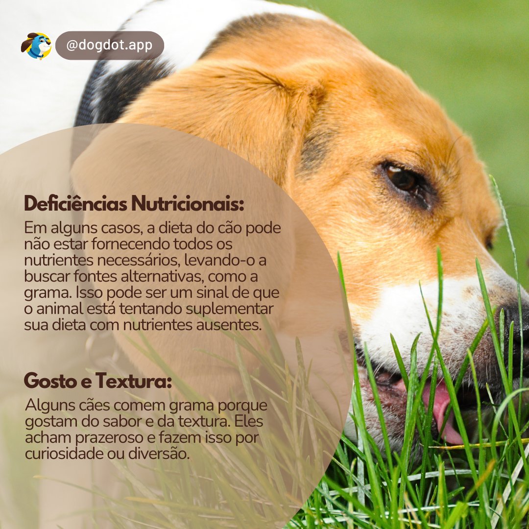 DogDot_app's tweet photo. ⚠️Se seu cão come muita grama, vomita frequentemente, tem diarreia, letargia ou perda de apetite, isso pode indicar problemas de saúde ou falta de nutrientes. Consulte um veterinário para garantir que ele esteja saudável!  #dicas #dogdotapp #cachorro #adestramento #treinamento https://t.co/MqcZsPLZZb