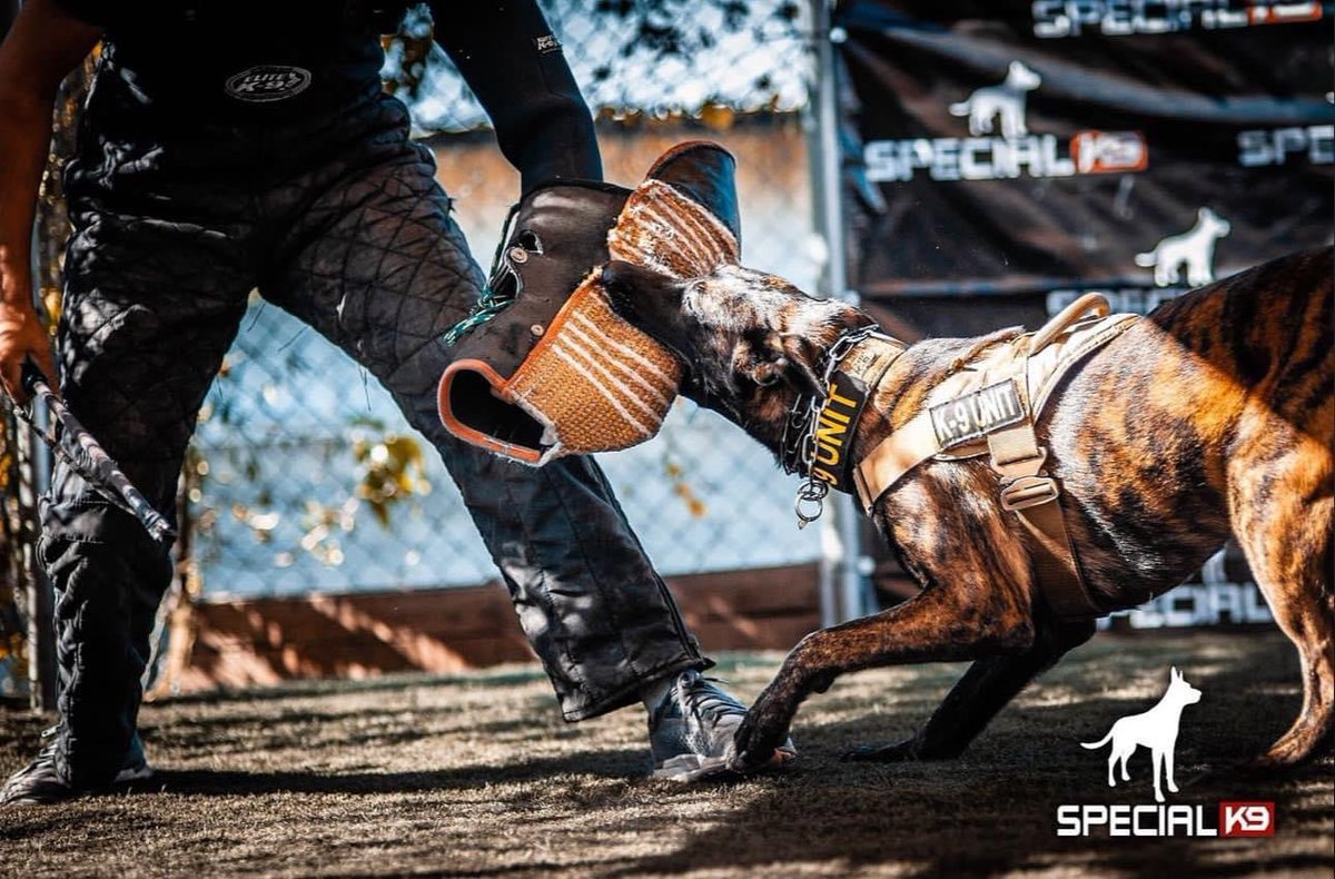 Elite K-9 tweet media