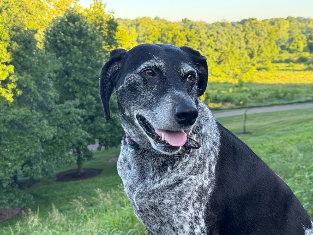 edwardgoode's tweet photo. @nycsouthpaw Our Scout says that VP-dog Scout has her vote... https://t.co/GXLl7FZxNy