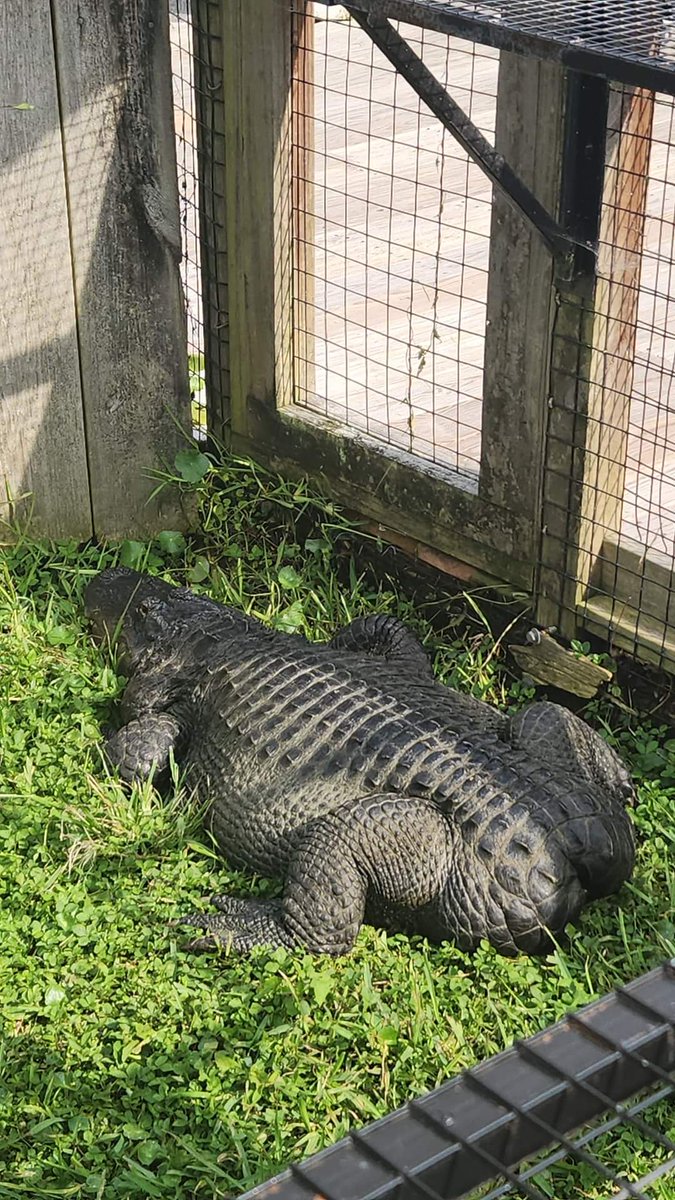 GatorsDaily's tweet photo. have u guys seen bob the gator with no tail https://t.co/yvooYNPkS0