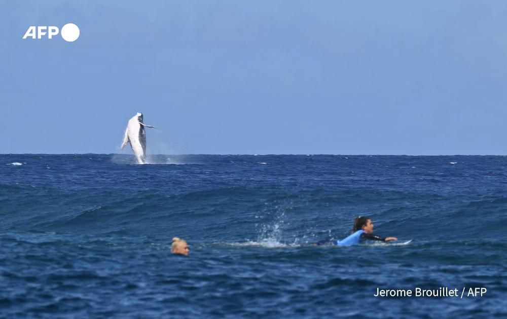 A Tahiti, un nouveau concurrent s'est pris aux Jeux. C'est un 10/10 pour les juges ! 🏄‍♀️🐳