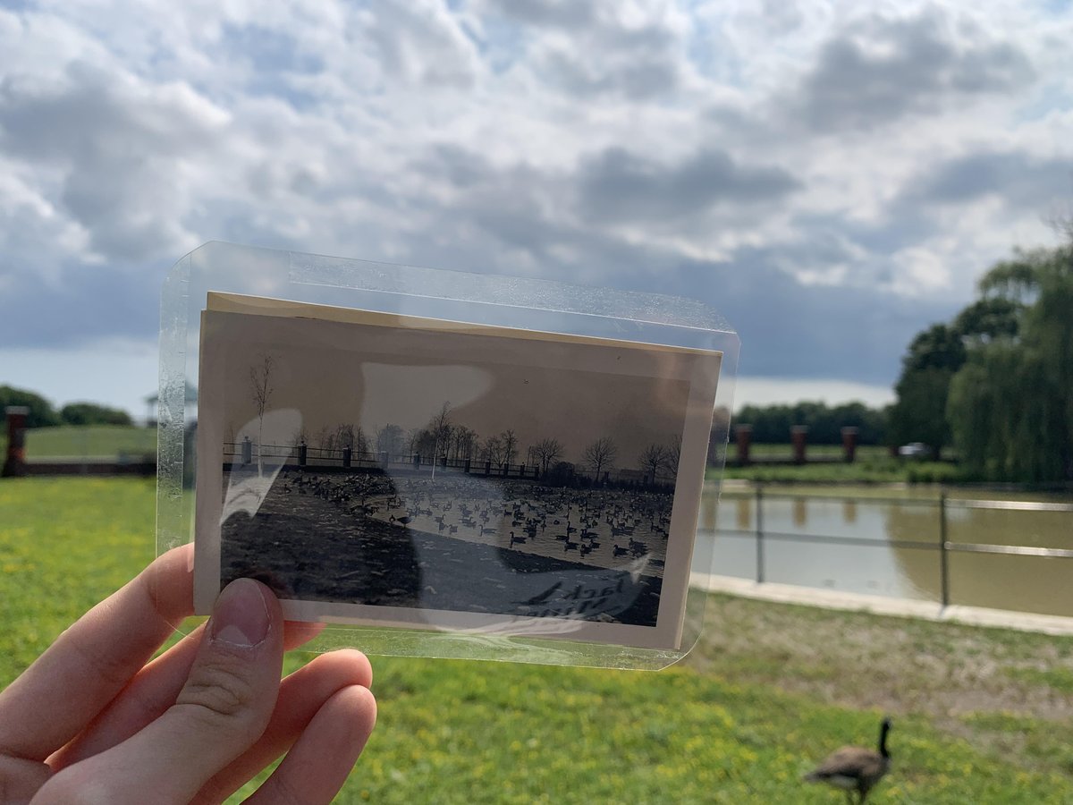 Post 1/2

In 1904, Jack brought seven Canada geese to the viewing pond (which was a mud pond then) in hopes of attracting migrating geese. However, it was not how Jack had hoped. It wasn’t until 1908 that eleven geese migrated to the pond. 

[...]