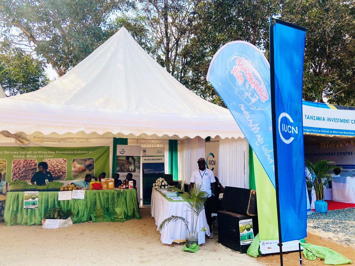 IUCNTanzania's tweet photo. We are in #Morogoro supporting #Farmers from Ihemi & Kilombero clusters of #SUSTAINPro project on their #NaneNane Exhibitions!
Beyond exhibitions, this is a growth & networking opportunity + gaining new skills and technologies for #SustainableFarming in the region🌾
@SAGCOT https://t.co/efX77qXC7U