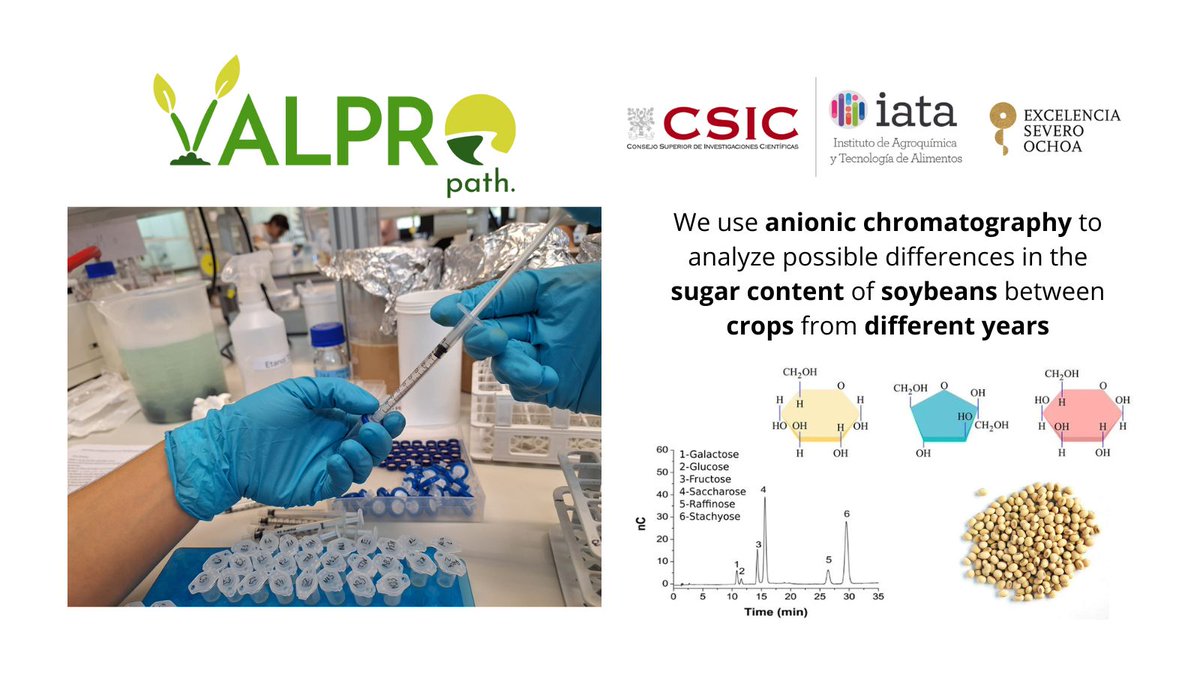 En el proyecto <a href="/VALPRO_Path/">VALPRO Path</a> #HorizonEurope utilizamos la #cromatografíaaniónica para analizar las posibles diferencias en el contenido de #azúcares de la #soja entre las #cosechas de diferentes años.
Más información en: biofun.csic.es/portfolio/valp…
valpropath.eu

<a href="/iata_csic/">IATA CSIC</a>
